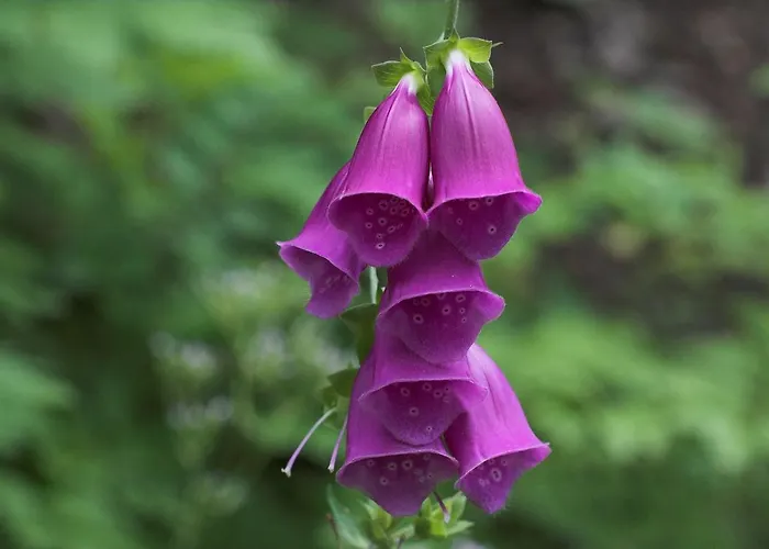 Egenes Camping Semesteranläggning (resort)